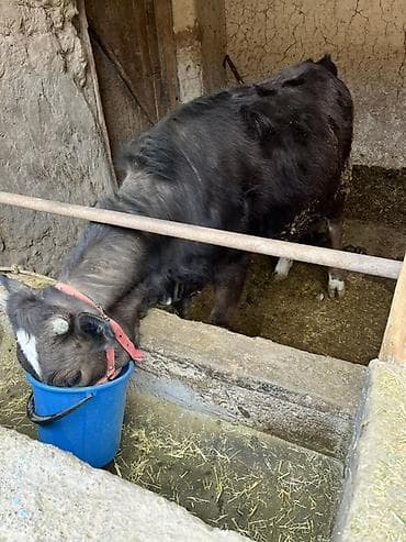 Аквариумы: Продаю | Тёлка, Музоо, торпок | На забой, Для разведения, Для молока — 6