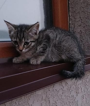 сиамский котёнок: Котята - Описание: игривые малыши с ярко-голубыми глазами и короткой — 3