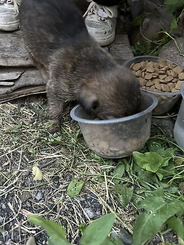 ветврач сокулук: Щенки в добрые руки 🐶 5 мальчиков и 3 девочки, возраст — почти 2 — 3