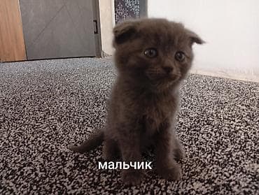 щенки курцхара: Продажа кошек — 7