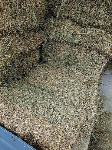 кукурузные качерыжки: Беде сатылат. 
420 сом. адрес калыс ордо — 1