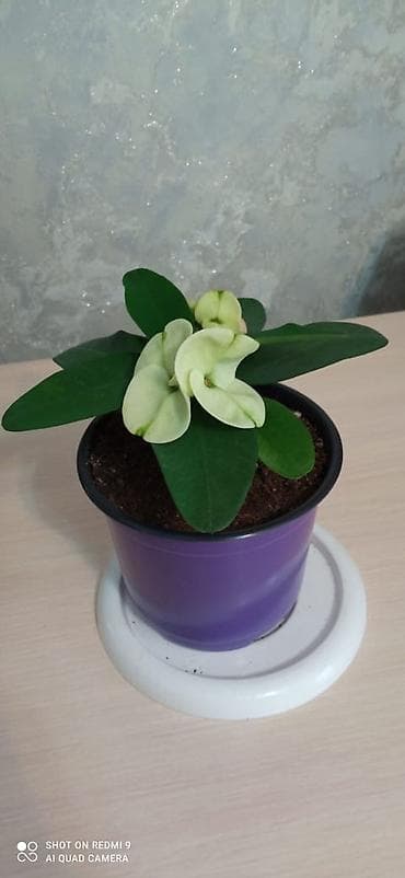 кактус гулу: Комнатные растения в горшках: 1) Кротон (Codiaeum variegatum) - — 3