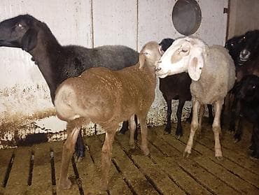 прадаю баран: Продаю | Овца (самка) | Для разведения | Матка — 4