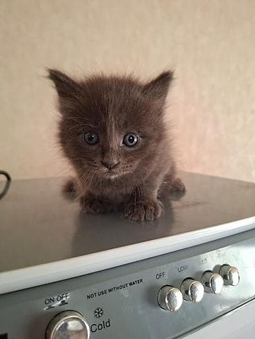 Мышыктар: Отдаем котят в добрые руки малышам 1 месяц — 10