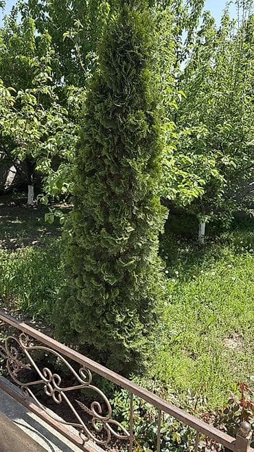 тример садовый: Туя западная, форма колонновидная (вероятно сорт Смарагд/Брабант) — 4