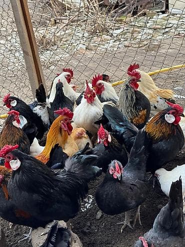 квочка квочку курук: Продаю | Куры, Петух — 2