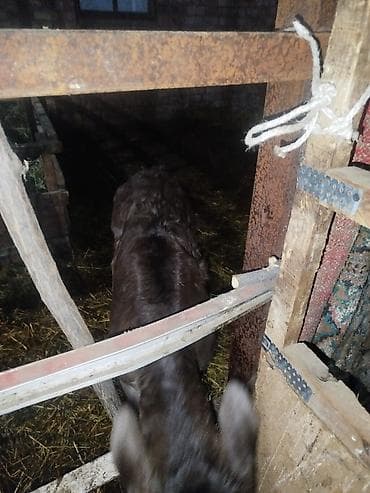 ат тырмо: Продаю | Музоо, торпок | На откорм — 2