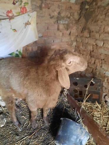 продам голубей: Продаю | Овца (самка) | Для разведения | Ярка — 2