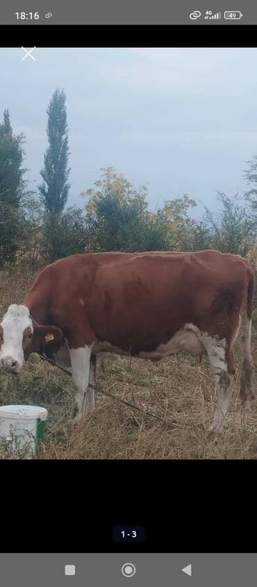 куплю собаку недорого: Продам два штуки тёлочки порода есть молочные кровей каму интересно — 11