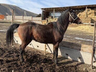 соль для животных: Продаю | Жеребец | Рабочий | Племенные, Осеменитель — 3