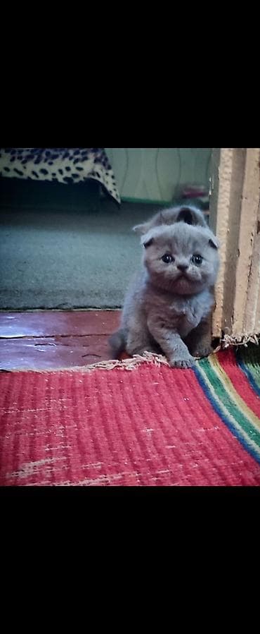 мышык алам: Шотландский питомник выставляет на продажу котенка голубого окраса в — 3