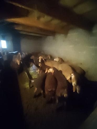 Другие животные: Продаю | Овца (самка), Ягненок | Арашан | Для разведения | Племенные, Матка, Ягнившаяся — 5