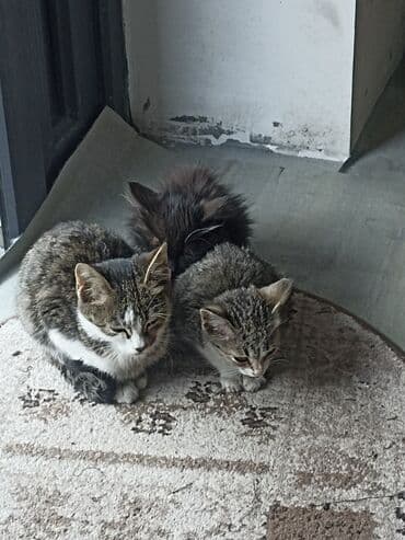 домашние кошки: Котята, помёт из нескольких малышей разной окраски: - Двое черных — 2