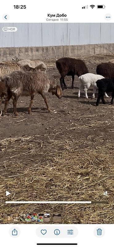 меренос баран: Продаю | Овца (самка) | Для разведения | Матка — 5