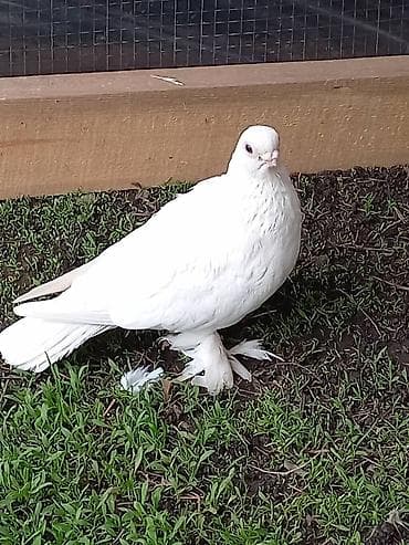 животные птицы: Белый декоративный голубь с продаю голубку северокавказская — 1