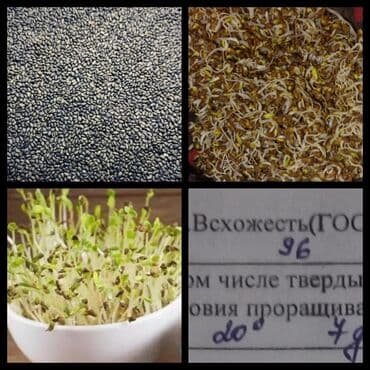 декоративный клевер: Уруктар тоют өсүмдүктөрүнүн: Эспарцет, Акылуу жеткирүү — 1