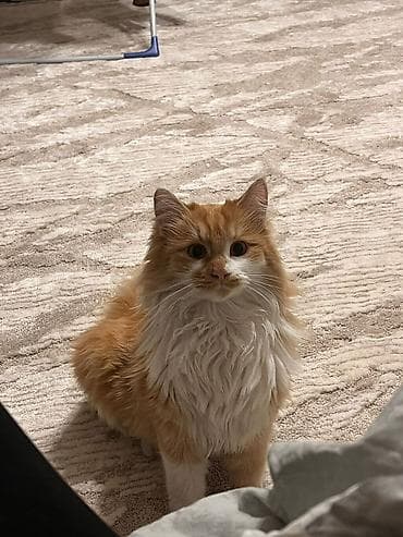 scottish fold: 2 года, Мальчик, Приучена к лотку — 1