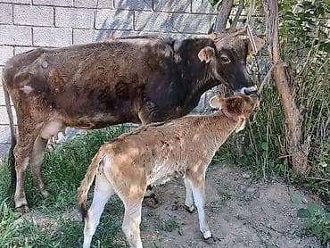 Продам с/х животных: Продаю | Корова (самка) | Для молока | После отела — 1
