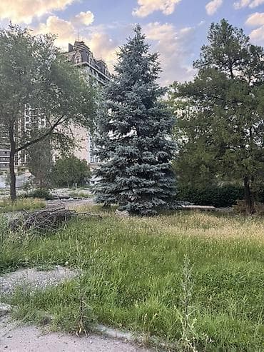 Ель голубая (Picea pungens ‘Glauca’) — крупномер для озеленения