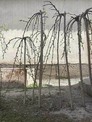 продаю деревья: Самовывоз — 4