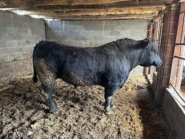 кошки шотланские: Продаю | Бык (самец) | Ангус | Для разведения — 3