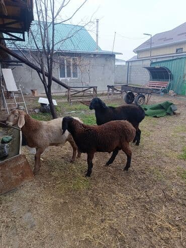 где можно купить кошку в бишкеке: Продаю | Ягненок, Баран (самец) | Арашан | На забой, Для разведения, Для шерсти | Племенные, Осеменитель — 2