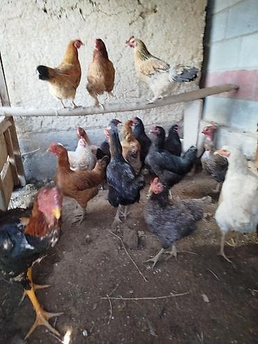 котенок даром: Тооктор сатылат активный жаш 20 тоок 1 короз бар алмашу жолдору бар — 1