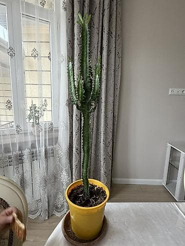 субстрат: Адений/Молочай Милла (Euphorbia milii, «Корона Христа») в горшках — 5