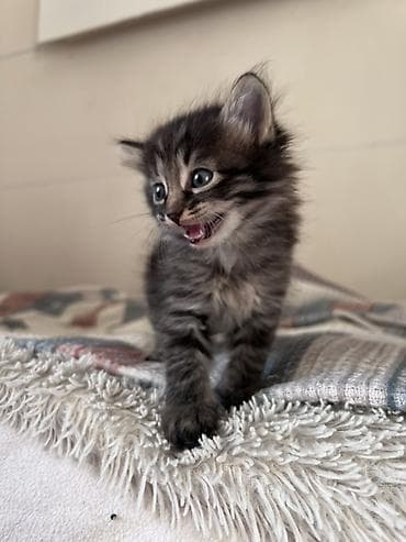 американская вислоухая кошка: Беспородная, 1 месяц, Мальчик — 3