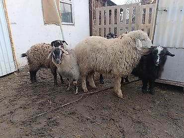 козел для случки: Продаю | Баран (самец) | Для разведения | Матка — 1