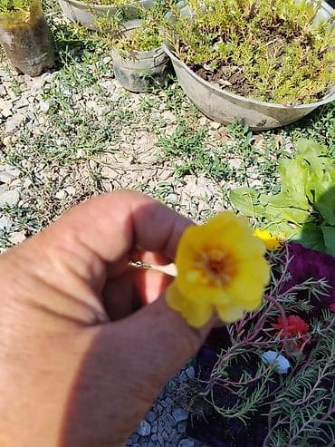 Дом и сад: Портулак крупноцветковый (Portulaca grandiflora) — декоративное — 1