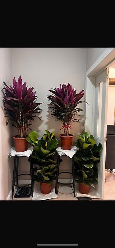 стол и стулья для гостиной: 4000 сом 1 штук Комнатные растения в горшках - Фикус лирата (Ficus — 4