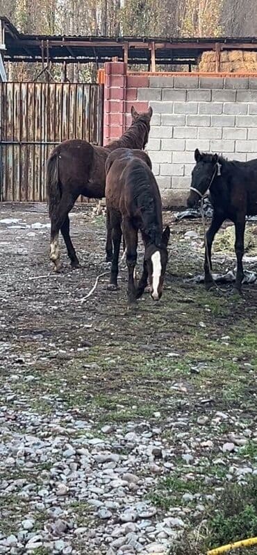 Продаю | Жеребенок | Для разведения | Племенные