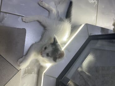 кошка золотая шиншилла: Котёнок, малчик белый с чёрными пятнами. Короткошёрстный, активный и — 6