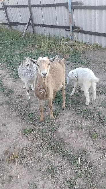 кой коро: Продаю | Коза (самка) | Полукровка | Для молока — 2