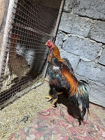 китайские бойцовые петухи: Продаю | Петух | Бойцовая | Для разведения — 10