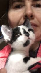 Рыбы: Кошка даром: Беспородная, 2 месяца, Мальчик, Приучена к лотку — 1