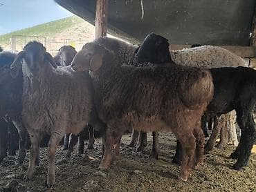 С/х животные и товары: Продаю | Ягненок | Гиссарская | На забой | Осеменитель — 6