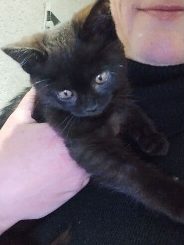 сколько стоит кастрация кота в бишкеке: Кошка даром: Беспородная, 3 месяца, Мальчик, Приучена к лотку — 8