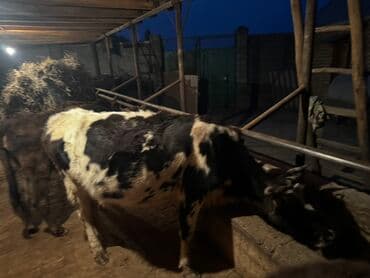 сельскохозяйственные животные продажа: Продаю | Тёлка | Полукровка | На откорм | Привязанные — 2