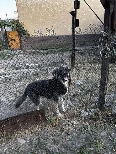 купить собаку таксу: Собака даром: 1 год, Самец, С прививкой — 2