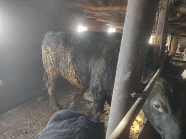 бишкектен уй сатылат: Сатам | Бука (эркек) | Бордоп семиртүү үчүн | Байланган — 2