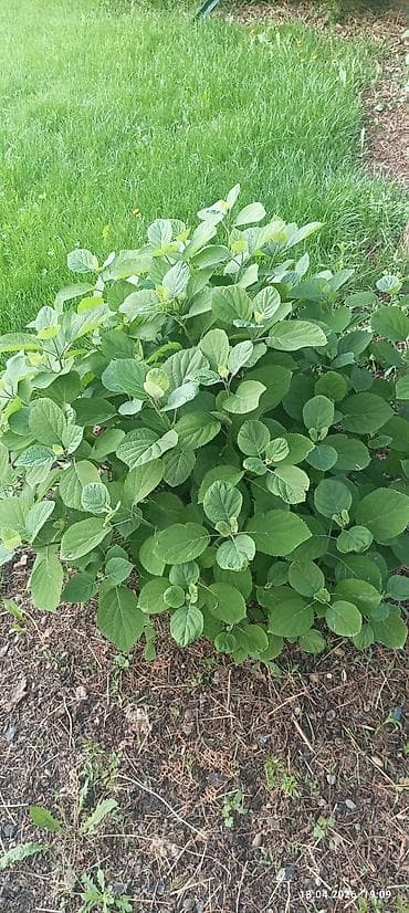 шафран семена: Самовывоз — 2