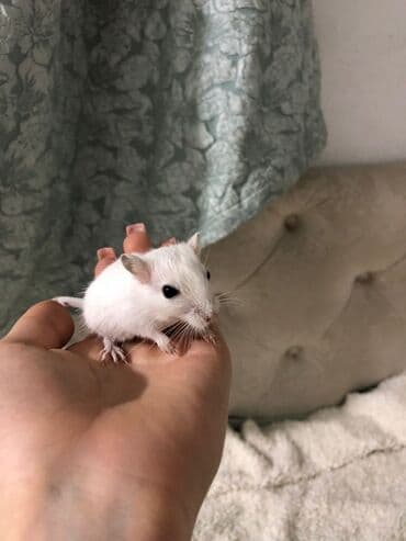 Шиншиллы: Малыши песчанки (домашние дегу-гербиллы) светлого окраса. Описание: - — 2