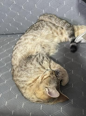 scottish fold: Домашняя кошка, короткошёрстная, окраса табби (песочно‑серый с тёмными — 3