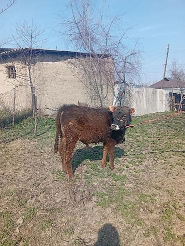 жаны уйлор: Сатам | Бука (эркек) | Бордоп семиртүү үчүн | Байланган — 9