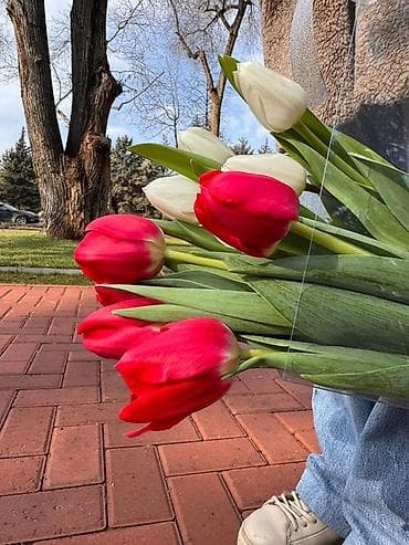 Тюльпаны оптом и в розницу 1шт - 135с От 50шт - 125с От 100шт -