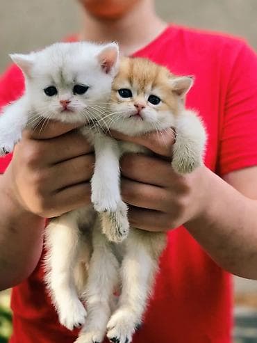 кошки скотиш фолд: Вязка !!! Читайте внимательно! Не продаётся. Молодой привозной котик — 8