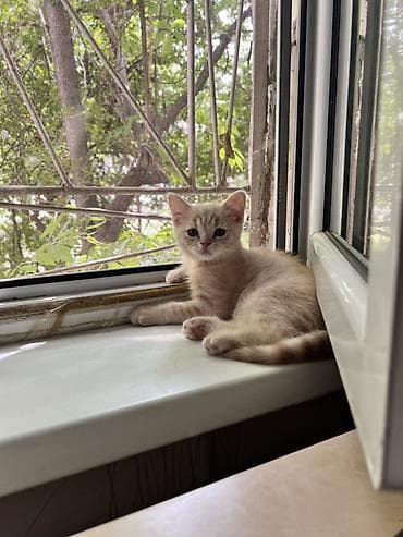 Скотиш Страйт (Шотландская прямоухая), 3 месяца, Мальчик, Приучена к лотку, Проглистована