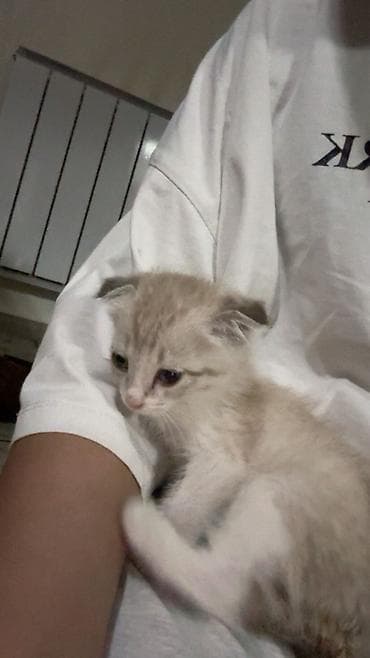 кошка шотландский: Скотиш Фолд (Шотландская вислоухая), 2 месяца, Девочка, Приучена к лотку — 4